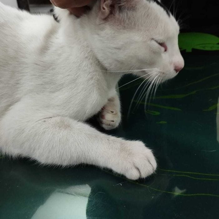 Prio-pet-clinic-cat2