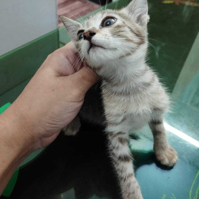 Prio-pet-clinic-cat